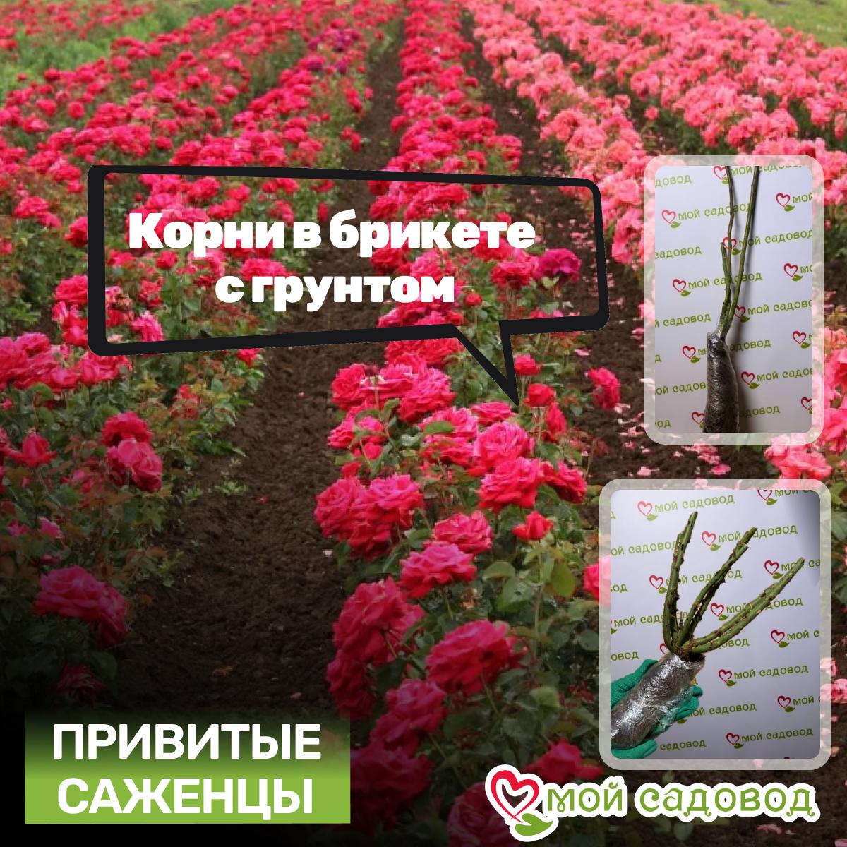 Роза Микадо