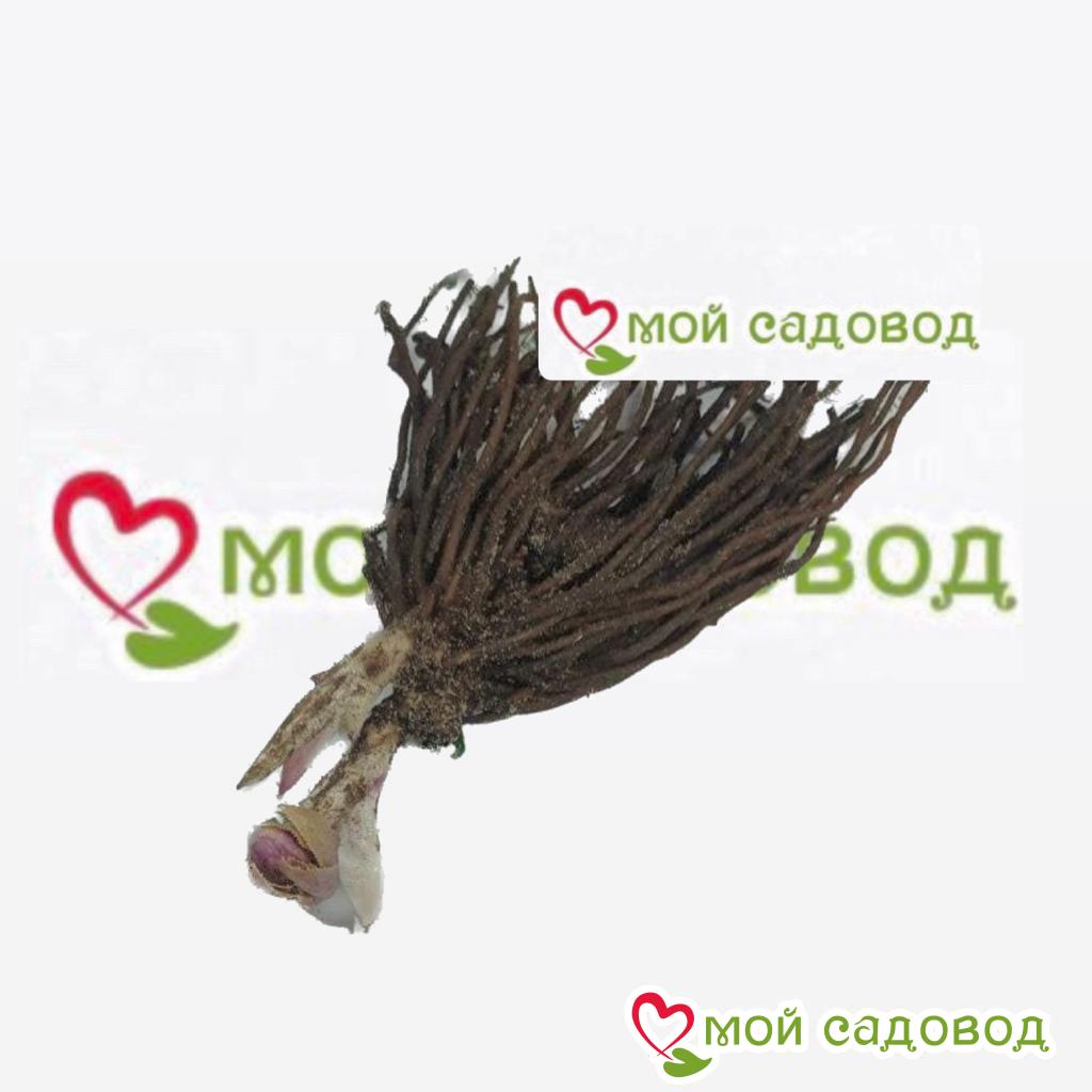 Хоста Блу Харбер