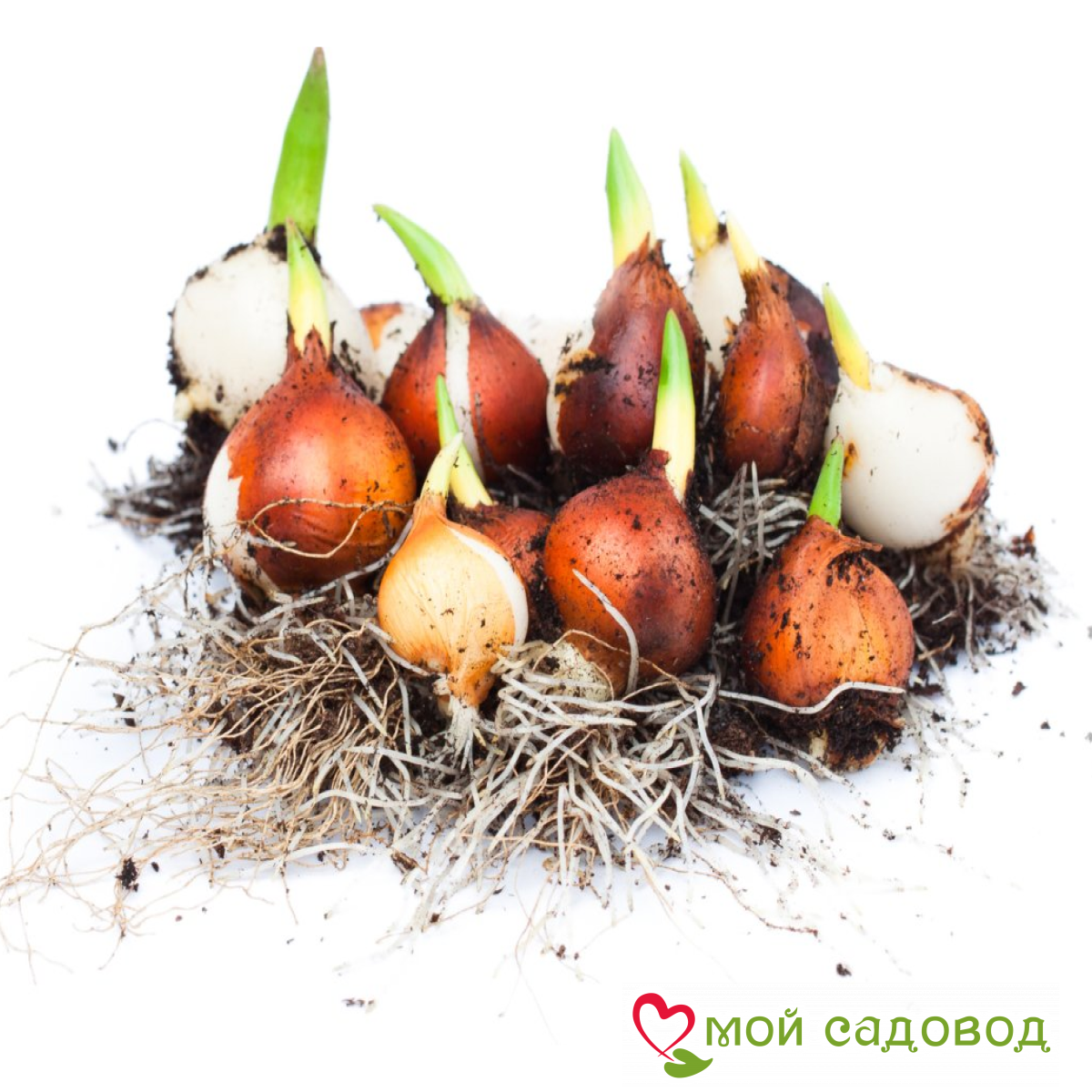 Тюльпан Литл Джем